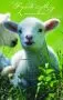 “Feed My Lambs” Church Bulletin 9979 (pkg of 100)