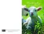 “Feed My Lambs” Church Bulletin 9979 (pkg of 100)