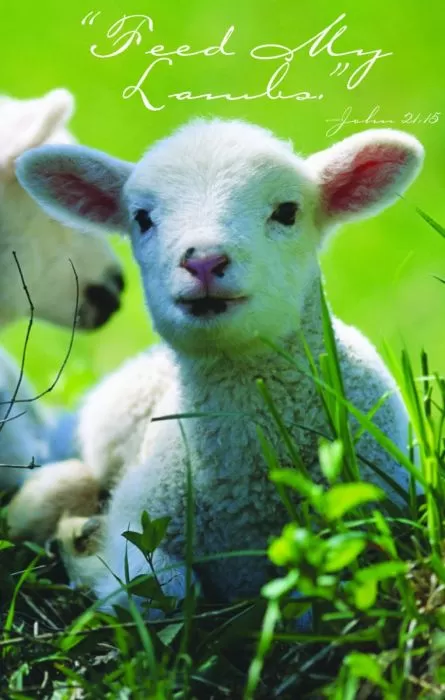 “Feed My Lambs” Church Bulletin 9979 (pkg of 100)