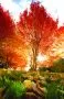 Autumn Scene Church Bulletin 1105 (Pkg Of 100)