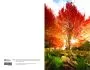 Autumn Scene Church Bulletin 1105 (Pkg Of 100)