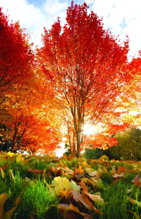 Autumn Scene Church Bulletin 1105 (Pkg Of 100)