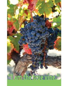 I Am The True Vine Church Bulletin 906 (pkg of 100)