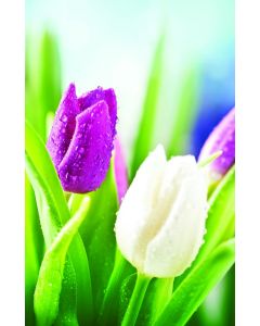 Season of Signing Church Bulletin 1001 (pkg of 100)