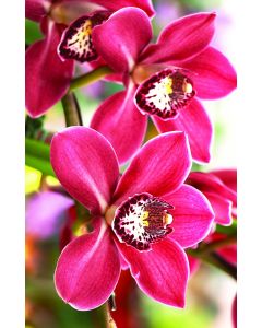 Season of Signing Church Bulletin 1001 (pkg of 100)