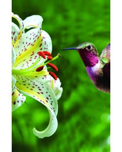 Hummingbird Church Bulletin 1712 (pkg of 100)