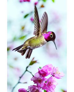 Season of Signing Church Bulletin 1001 (pkg of 100)