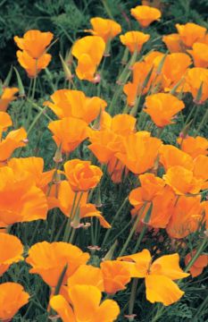 Orange Flowers Church Bulletin 602 (pkg of 100)