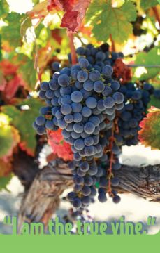 I Am The True Vine Church Bulletin 906 (pkg of 100)