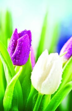 Season of Signing Church Bulletin 1001 (pkg of 100)