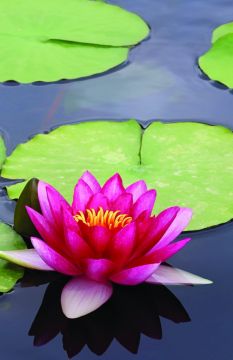 Season of Signing Church Bulletin 1001 (pkg of 100)