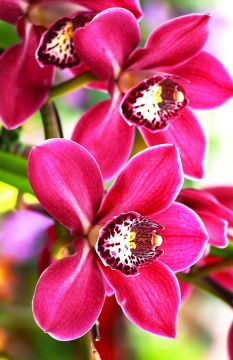 Season of Signing Church Bulletin 1001 (pkg of 100)