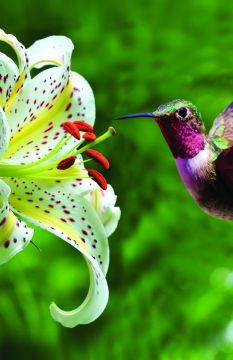 Hummingbird Church Bulletin 1712 (pkg of 100)